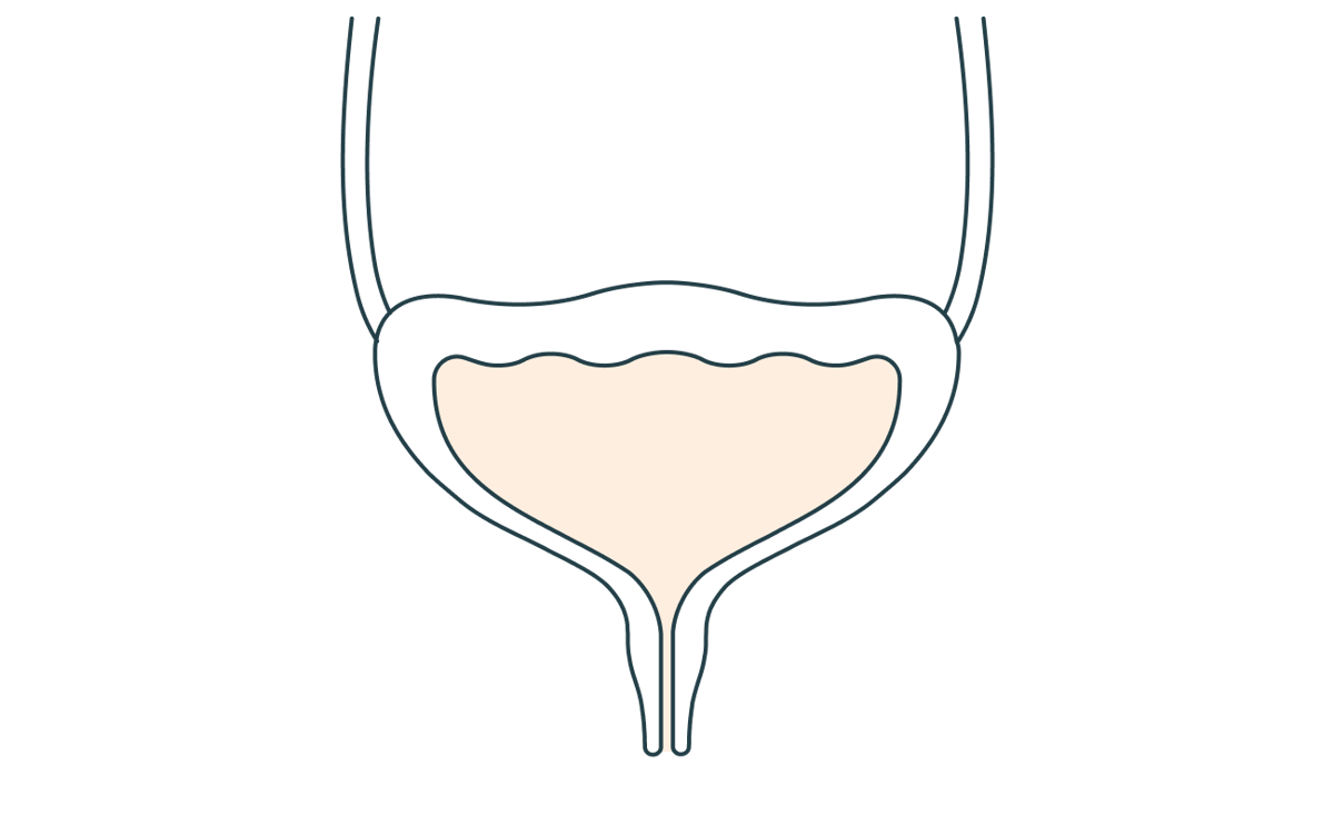 Espulsione dell'urina